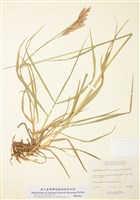 藏品(耐酸草)的圖片